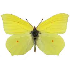 Attēlu rezultāti vaicājumam “Gonepteryx rhamni”