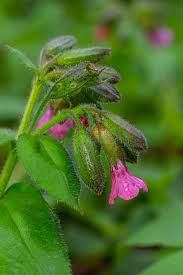 Attēlu rezultāti vaicājumam “Pulmonaria obscura leaf”