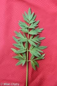 Attēlu rezultāti vaicājumam “Laserpitium pruthenicum”