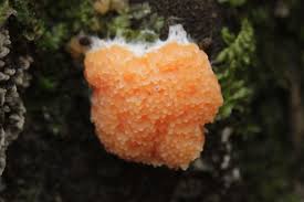 Attēlu rezultāti vaicājumam “Tubifera ferruginosa (subsp. ferruginosa)”