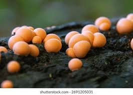 Attēlu rezultāti vaicājumam “Lycogala irregulare macro”