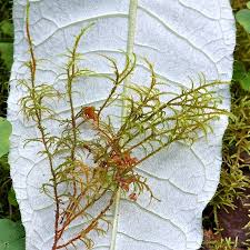 Attēlu rezultāti vaicājumam “Hylocomiastrum umbratum”