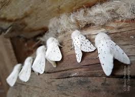 Attēlu rezultāti vaicājumam “Spilosoma lubricipeda”