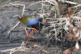 Image result for Porphyrio alleni