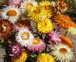Image result for Helichrysum bracteatum