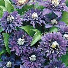 Image result for clematis multi blue