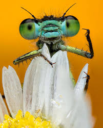 Attēlu rezultāti vaicājumam “Diderma roanense macro”