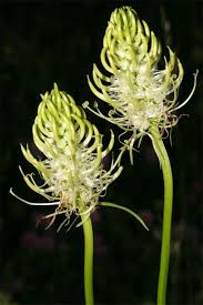 Attēlu rezultāti vaicājumam “Phyteuma spicatum bud”