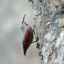 Image result for Tichodroma muraria