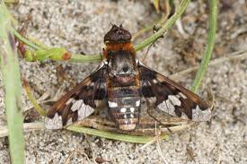 Attēlu rezultāti vaicājumam “Exoprosopa capucina”