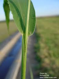 Attēlu rezultāti vaicājumam “Setaria viridis leaf”