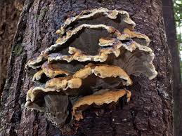 Attēlu rezultāti vaicājumam “Phaeolus schweinitzii”