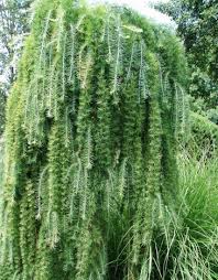 Attēlu rezultāti vaicājumam “Larix”