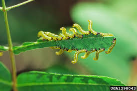 Attēlu rezultāti vaicājumam “Pristiphora maesta larva”