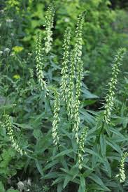 Image result for Digitalis lutea