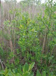 Attēlu rezultāti vaicājumam “Salix myrsinifolia”