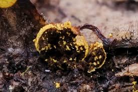 Attēlu rezultāti vaicājumam “Physarum oblatum macro”