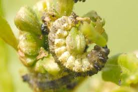 Attēlu rezultāti vaicājumam “Rhynocoris annulatus nymph”