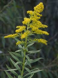 Attēlu rezultāti vaicājumam “Solidago virgaurea bud”