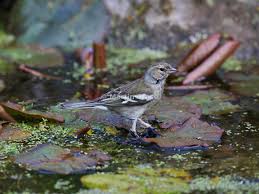 Attēlu rezultāti vaicājumam “Fringilla coelebs female”