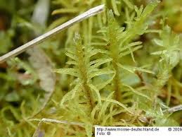 Attēlu rezultāti vaicājumam “Helodium blandowii”