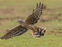 Attēlu rezultāti vaicājumam “Circus pygargus adult”