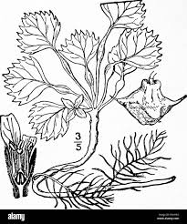 Attēlu rezultāti vaicājumam “Trapaceae”