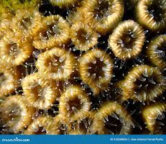 Attēlu rezultāti vaicājumam “Conardia compacta macro”