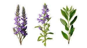 Image result for Veronica teucrium