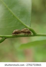 Attēlu rezultāti vaicājumam “Cribraria cancellata young”