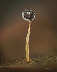 Attēlu rezultāti vaicājumam “Physarum murinum stalked”