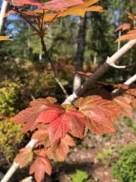 Attēlu rezultāti vaicājumam “Acer pseudoplatanus fo. purpurascens”