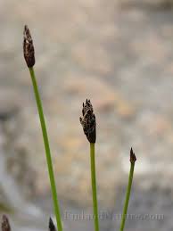 Attēlu rezultāti vaicājumam “Eleocharis uniglumis”