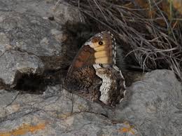 Attēlu rezultāti vaicājumam “Hipparchia alcyone underside”