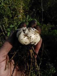 Attēlu rezultāti vaicājumam “Lilium lancifolium bud”