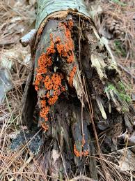 Attēlu rezultāti vaicājumam “Trichia sp.”