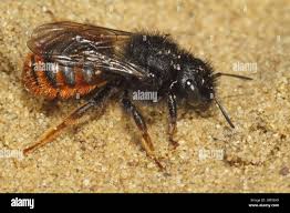 Attēlu rezultāti vaicājumam “Osmia bicolor”