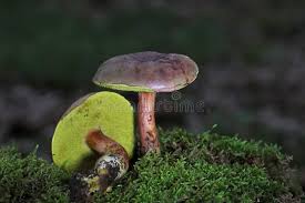 Attēlu rezultāti vaicājumam “Xerocomus pruinatus”