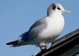 Image result for Rissa tridactyla