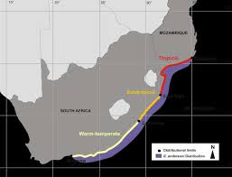 Image result for Epinephelus andersoni