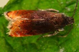 Attēlu rezultāti vaicājumam “Pammene rhediella”