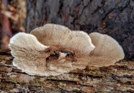 Attēlu rezultāti vaicājumam “Cerrena unicolor”