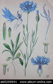 Attēlu rezultāti vaicājumam “Cyanus segetum”