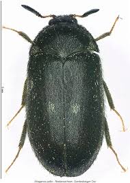 Attēlu rezultāti vaicājumam “Attagenus pellio”