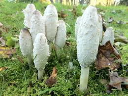 Image result for coprinus