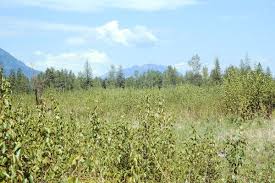 Attēlu rezultāti vaicājumam “Populus x gileadensis”