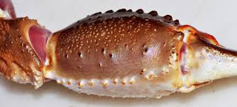 Image result for Chionoecetes opilio