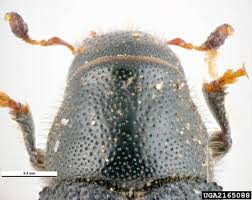 Attēlu rezultāti vaicājumam “Tomicus minor”