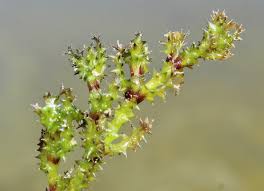 Attēlu rezultāti vaicājumam “Najas tenuissima leaf”