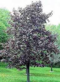 Attēlu rezultāti vaicājumam “Acer platanoides fo. schwedleri”